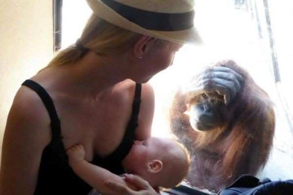 Nursing Mom Has Curious, Unexpected Onlooker at Melbourne Zoo