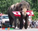 Foto de African Lion Safari in Cambridge Ontario  - Nursing Rooms Locator